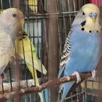 مرغ عشق همه رقم|پرنده|بهار, |دیوار