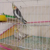 5 عدد عروس هلندی