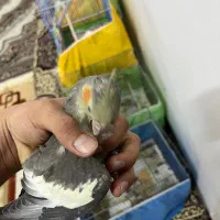 عروس هلندی|پرنده|قم, یزدان‌شهر|دیوار
