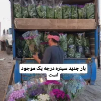 سینره موجود