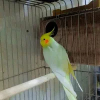 عروس هلندی گریچیک توله برزیلی|پرنده|ورامین, ورامین|دیوار