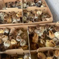 سفارش انواع جوجه گلپایگان/اردک/غاز/بوقلمون/