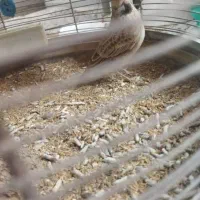 سهره خاکی|پرنده|شوشتر, |دیوار