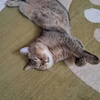 گربه اسکاتیش بلک گلد