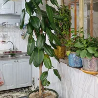 گل تزیینی طبیعی|گل و گیاه طبیعی|اشترینان, |دیوار