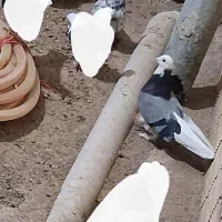 کبوتر شازده