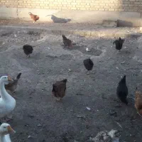 مرغ و خروس|حیوانات مزرعه|قم, پردیسان|دیوار