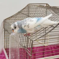 مرغ عشق گمشده