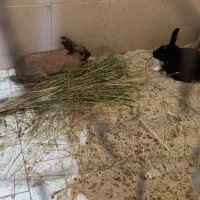 خرگوش یک جفت نر و ماده|موش و خرگوش|ساری, |دیوار