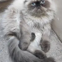 ۳تابچه گربه پرشین و هیمالین