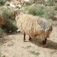 میش وبز چاق