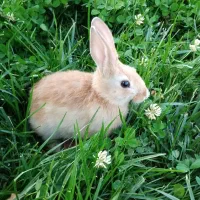 خرگوش|موش و خرگوش|هشتگرد, فاز ۷ مهستان|دیوار