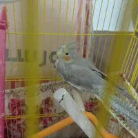 عروس هلندی