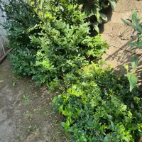یاس هلندی|گل و گیاه طبیعی|کلاچای, |دیوار