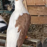 چپ . ساده سرخ نر افغان مخ.ا.هو