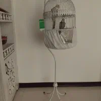 عروسی هلندی نر و ماده بهمراه 3 تا جوجه|پرنده|مشهد, کارمندان دوم|دیوار