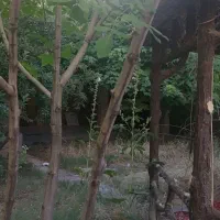 مغازه۳۰مترومغازه سالن بزرگترتا۱۰۰۰متر