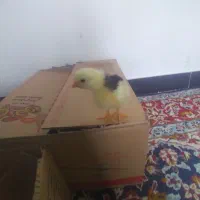 جوجه لکی دو هفته ای