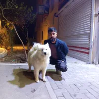 سگ سامویید|سگ|فردیس, شهرک شهید حسینی|دیوار