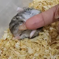 همستر کمپل|موش و خرگوش|تهران, نیروی هوایی (پیروزی)|دیوار