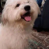 سگ گم شده مژگانی به یابنده8تومن