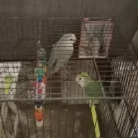 کوتوله برزیلی