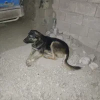 واگذاری سگ دوبرمن|سگ|کرمانشاه, |دیوار