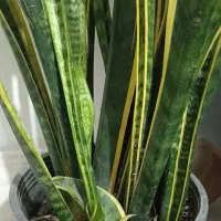 گل سانسوریا پر غلاف و پر پاجوش|گل و گیاه طبیعی|تربت جام, مطهری|دیوار