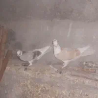 ۳جفت کفتر