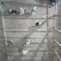 کبوتر تهرانی|پرنده|پاکدشت, حصار امیر|دیوار