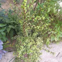 گلهای آپارتمانی
