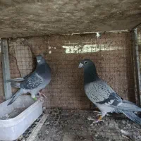 پلاکی مسافتی|پرنده|پیر بکران, |دیوار