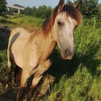 اسب|اسب و تجهیزات اسب‌سواری|فومن, |دیوار
