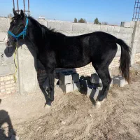 کره  مادیان