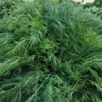 سبزی خورشی و اسفناج میدان بسیج ساعت 4|خوردنی و آشامیدنی|بم, |دیوار