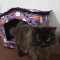 یه عدد بریتیش لانگ هیر شناسنامه دار واکسن زده