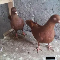 سرخ نروماده