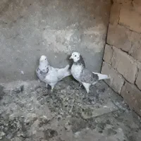 کفتر...|پرنده|یزد, |دیوار