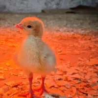 جوجه بوقلمون بیوتی 6