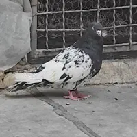 کبوتر گرفتنی