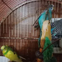 مرغ عشق|پرنده|محمدشهر, همایون ویلا|دیوار