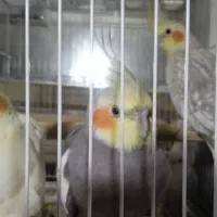 عروس هلندی|پرنده|سبزوار, امام خمینی (ناوی)|دیوار