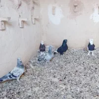 ماده بدرنگ کلایی وماده طوقی