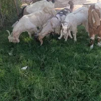 فروش پنج عدد بیگ|حیوانات مزرعه|مسجد سلیمان, |دیوار