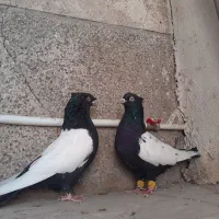 سینه دوکاکله|پرنده|شیراز, بازار|دیوار