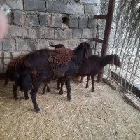 فروشیکراسقوچ|حیوانات مزرعه|صالح آباد (ایلام), |دیوار