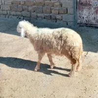 بره ماده|حیوانات مزرعه|ایوان, |دیوار