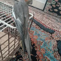 عروس هلندی|پرنده|مسجد سلیمان, |دیوار