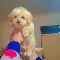 پودل کراس|سگ|رشت, گلسار|دیوار