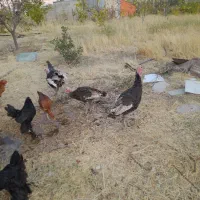 مرغ و خروس برهما  و ویاندوت|حیوانات مزرعه|پیرانشهر, |دیوار